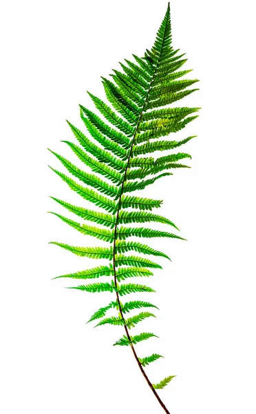 Fern Blad Isolerad Vit Bakgrund Med Klippning Väg — Stockfoto