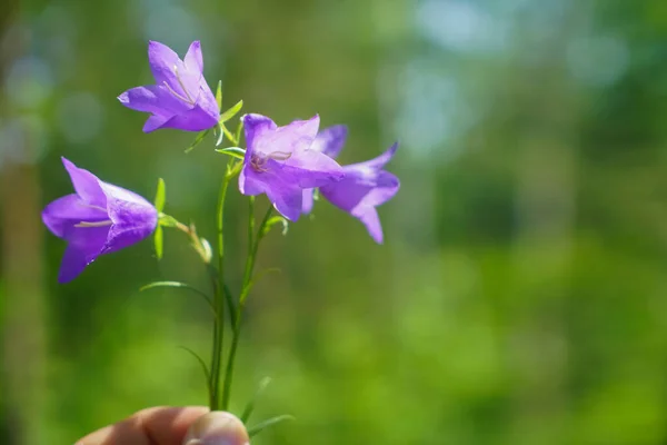 Mão Segurando Buquê Flores Roxas Fundo Flor Primavera — Fotografia de Stock