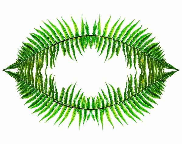 Fern Leaves Isolated White Background — Stock Photo, Image