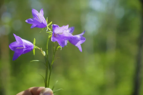 Mão Segurando Buquê Flores Roxas Fundo Flor Primavera — Fotografia de Stock