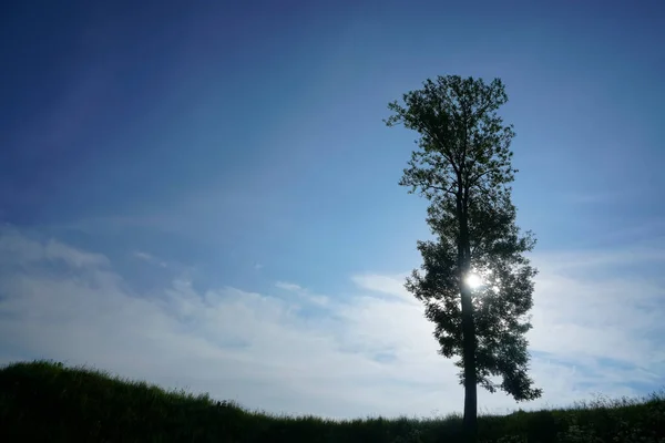Силует Самотнього Дерева Трав Яному Полі Блакитне Хмарне Небо Фоні — стокове фото