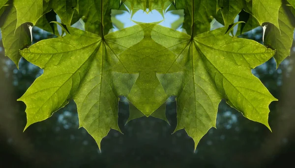 Vivid Green Maple Leaves Lit Sun —  Fotos de Stock