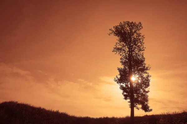 Silhouette Lonely Tree Grass Field Cloudy Sky Background Springtime Season — 스톡 사진