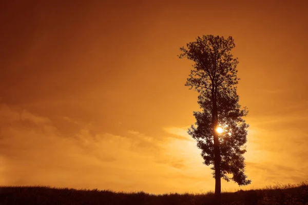 Silhouette Lonely Tree Grass Field Blue Cloudy Sky Background Springtime — 스톡 사진