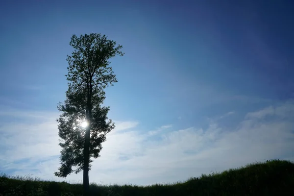 Silhouette Lonely Tree Grass Field Blue Cloudy Sky Background Springtime — 스톡 사진