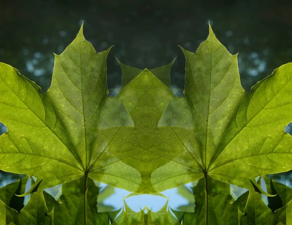 Vivid Green Maple Leaves Lit Sun —  Fotos de Stock