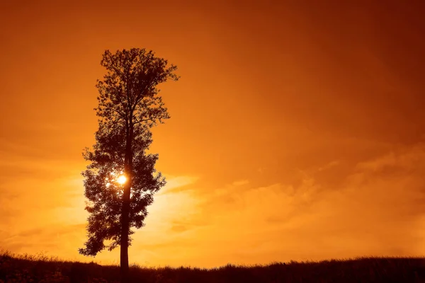 Silhouette Lonely Tree Grass Field Cloudy Sky Background Springtime Season — 스톡 사진