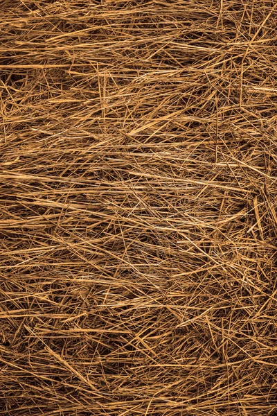 Old Grass Straw Texture Background Spring Natural Texture Dry Grass — Stock Photo, Image