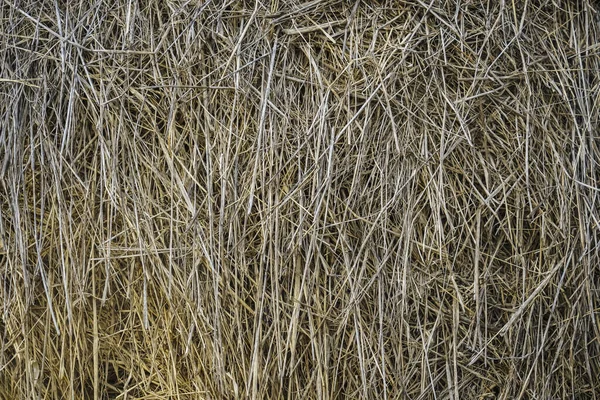 古い草藁の質感の背景 乾燥した草の春の自然な質感 黄色の背景 — ストック写真