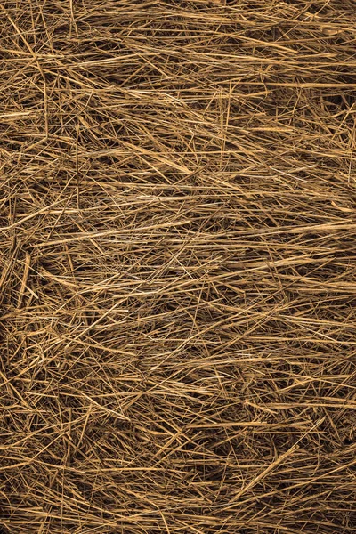 Old Grass Straw Texture Background Spring Natural Texture Dry Grass — Stock Photo, Image