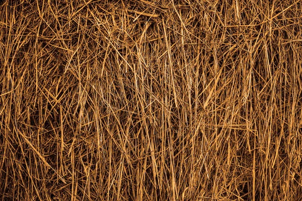 古い草藁の質感の背景 乾燥した草の春の自然な質感 黄色の背景 — ストック写真