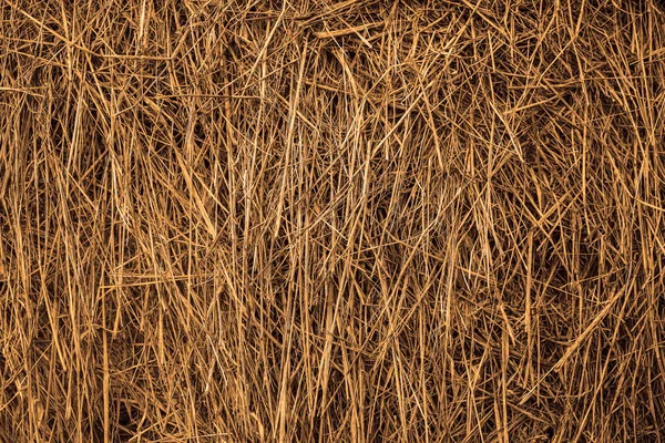 Old Grass Straw Texture Background Spring Natural Texture Dry Grass — Stock Photo, Image