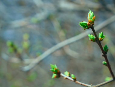 Baharda ağaç tomurcukları. Genç tomurcuklar, parlak güneşin altında bulanık arka planda dallara karşı.. 