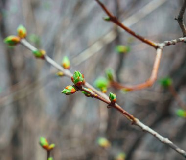 Baharda ağaç tomurcukları. Genç tomurcuklar, parlak güneşin altında bulanık arka planda dallara karşı.. 