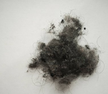 Evdeki saç dökülmesi ve toz çöpü. Hayvan tüyü yumağı, beyaz arka planda kedi veya köpek tüyü..