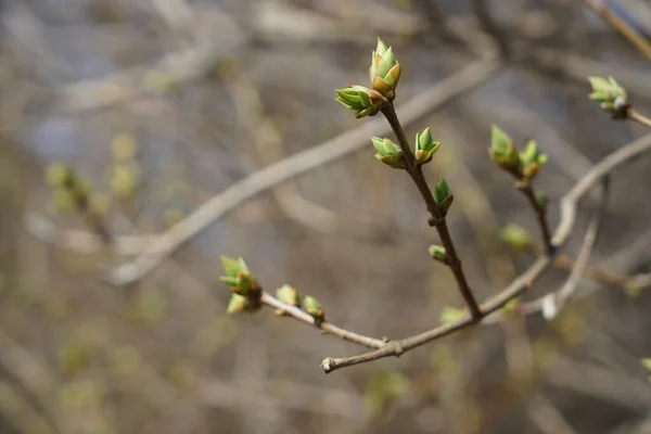 Tree Buds Spring Young Large Buds Branches Blurred Background Bright — Stock Photo, Image