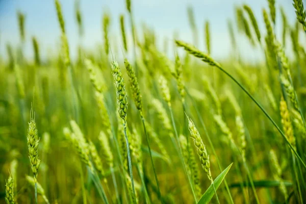 Pšeničné Pole Zblízka Pšeničných Uší — Stock fotografie