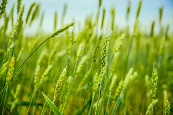 Tarweveld Sluiten Van Tarweoren — Stockfoto