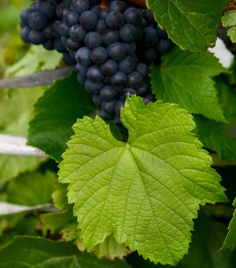 Meyveli, yuvarlak, olgun, lacivert üzümler, büyük, loş, dişli, yeşil yapraklarıyla birlikte, asma ağaçlarda sallanıyor.