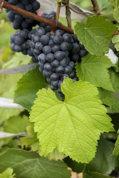 Ramos Fructíferos Uvas Redondas Maduras Color Azul Oscuro Que Cuelgan — Foto de Stock