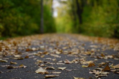Sonbahar sezonunda parka boş asfalt yol. Sonbahar ormanında yapraklarla dolu doğrudan bir yol. Boş yollar, ağaçlar ve güneş ışığıyla güzel bir sonbahar manzarası. Seyahat arkaplanı