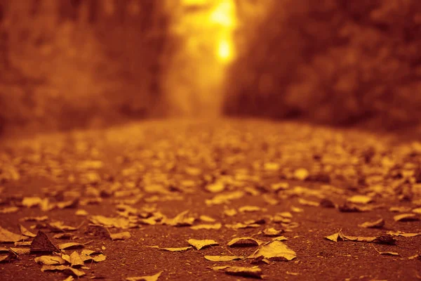 Empty Asphalt Road Park Autumn Season Direct Road Fallen Leaves — Stock Photo, Image