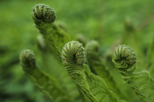 Hermosa Vista Cerca Fresco Verde Joven Salvaje Helechos Plantación Brotes —  Fotos de Stock