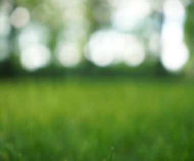 Doğal bokeh.blured fotoğraf Doğal yeşil ağaçlar Çimen ve ağaçlar yeşil zemin.