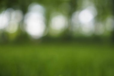 Doğal bokeh.blured fotoğraf Doğal yeşil ağaçlar Çimen ve ağaçlar yeşil zemin.