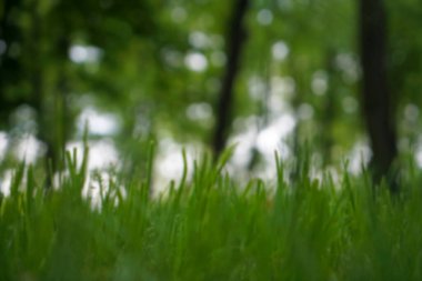 Doğal bokeh. mavi fotoğraf. Doğal yeşil ağaçlar çimenler ve ağaçlar yeşil arka plan.