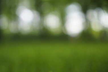 Doğal bokeh.blured fotoğraf Doğal yeşil ağaçlar Çimen ve ağaçlar yeşil zemin.