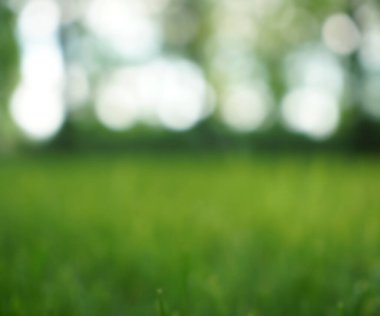 Doğal bokeh.blured fotoğraf Doğal yeşil ağaçlar Çimen ve ağaçlar yeşil zemin.