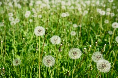 Baharda doğaya yakın bir sürü karahindiba yaz çim tarlasının arka planına karşı. Rüzgâr doğada karahindiba tohumlarını savurur..