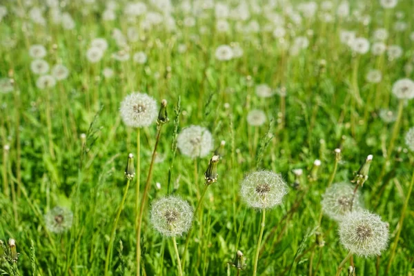 Baharda doğaya yakın bir sürü karahindiba yaz çim tarlasının arka planına karşı. Rüzgâr doğada karahindiba tohumlarını savurur..
