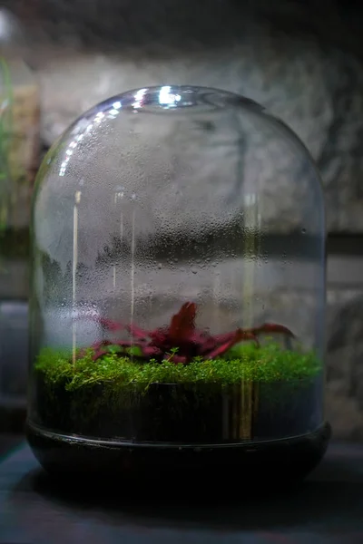 Зеленые Растения Стеклянных Бутылках Научной Лаборатории Создание Влажного Микроклимата Замкнутом — стоковое фото