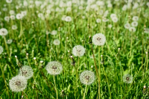 Lot Dandelions Close Nature Spring Backdrop Summer Lawn Field Wind — Stock Photo, Image