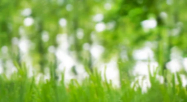 自然なボケだ 青い写真だ 天然の緑の木芝生と木緑の背景 — ストック写真