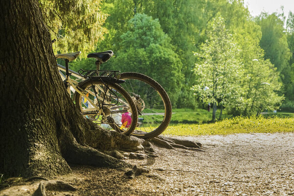 два велосипеда в летнем парке возле большого дерева в хороший солнечный день