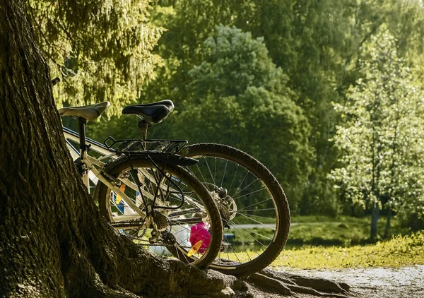 Dwa Rowery Parku Letnim Pobliżu Dużego Drzewa Ładny Słoneczny Dzień — Zdjęcie stockowe