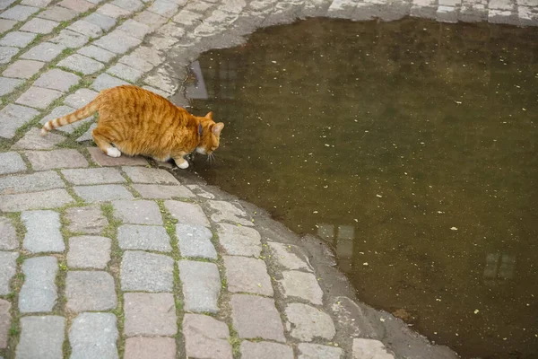 Fat Ginger Cat Drinking Water Puddle — Stock Photo, Image