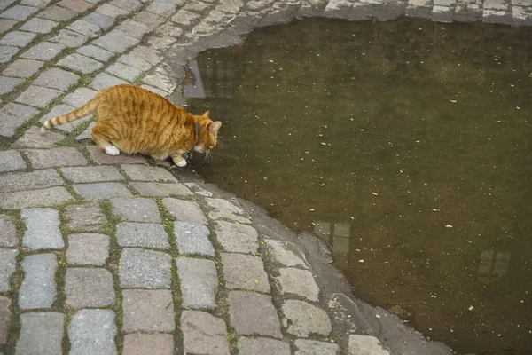 Gatto Grasso Zenzero Che Beve Acqua Una Pozzanghera — Foto Stock