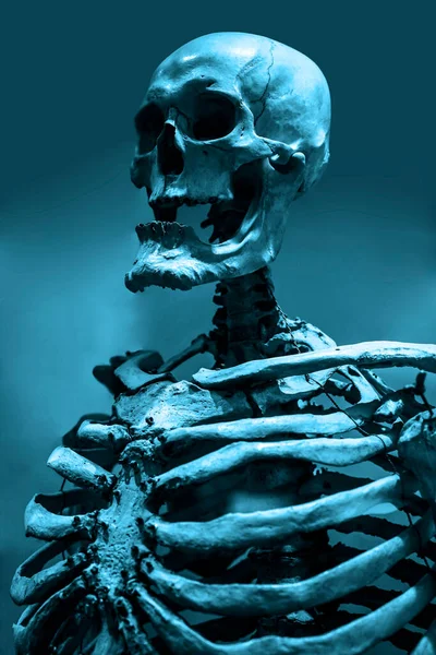 Thoracic Spine Chest Ribs Bone Skull Arms Shoulders Isolated White — kuvapankkivalokuva