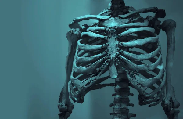 Omurga Göğüs Kaburga Kemikleri Kollar Omuzlar Beyaz Arka Planda Izole — Stok fotoğraf