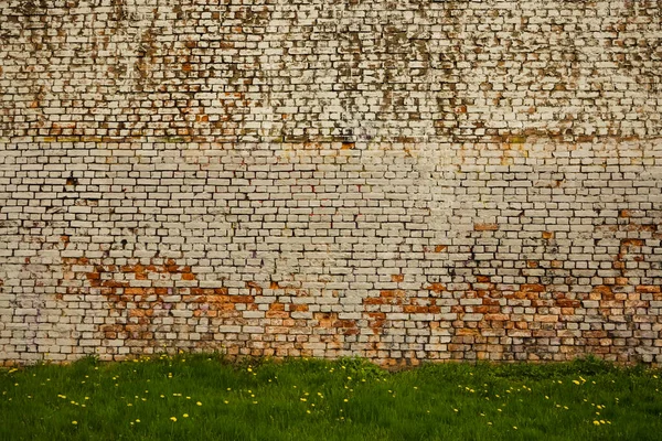 The flowers are yellow dandelions. A clearing with green grass and dandelion flowers on the background of red retro aged brick wall. Space for text, panoramic view
