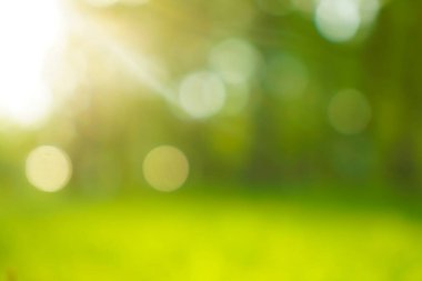 Bulanık görüntü. Yaz dönemi. Güneşli gün batımı. Soyut bahar parkı ya da orman arkaplanı. güneş ışınları.