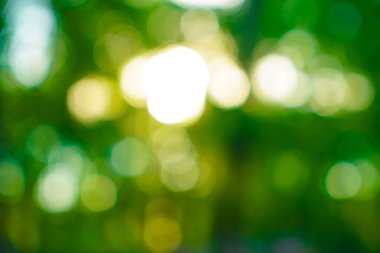 Yeşil bokeh, doğa ormanının arka planında yer almıyor. Yazın bahçedeki yeşil yaprak doğası. Doğal yapraklar bitkileri bahar arkaplanı olarak kullanır. Çevre çevresi ekolojisi veya yeşillik duvar kağıdı