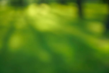 Çayırla çevrili güzel ekoloji doğa manzarası. Soyut yeşil çimen arka plan, gün batımı ışığı, parlak barışçıl doğa manzarası. Bulanık ağaçlar ve güneş ışınları. Rüya yeşilliği, ilkbahar yaz manzarası.