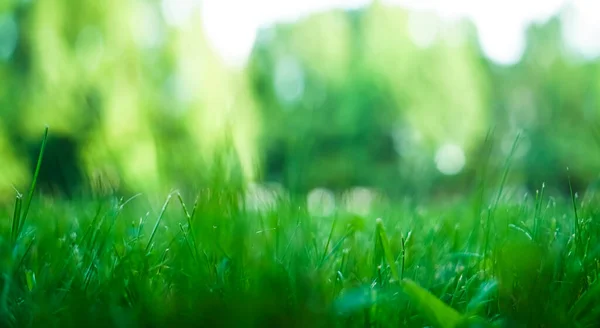 Зеленое Травяное Поле Фоне Природы Боке Концепция Весна Природа Зеленое — стоковое фото
