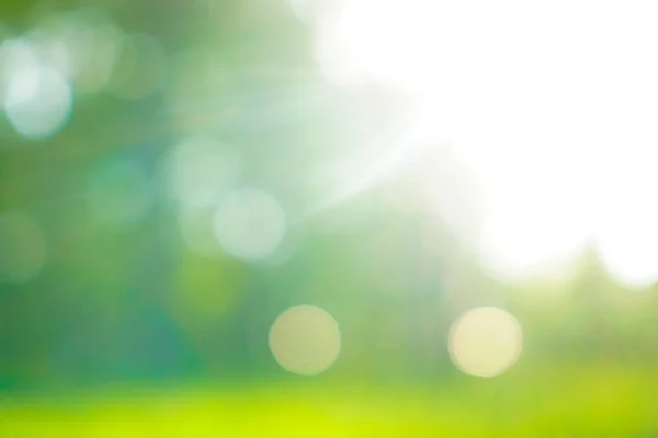 Размытое Изображение Летний Фон Солнечный Закат Абстрактные Летние Парки Лесные — стоковое фото