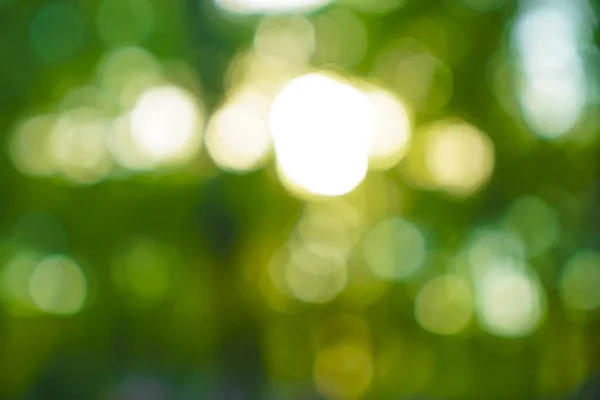 Зелений Боке Фону Природного Лісу Природа Зеленого Листя Саду Влітку — стокове фото